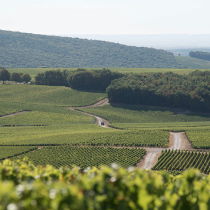 Grape fields of La Chardoisie Winery in the daylight