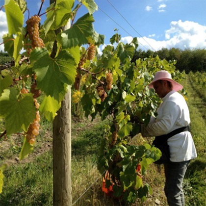 Person working the wine fields at Trasiego Winery